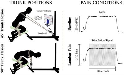 Task-dependent neuromuscular adaptations in low back pain: a controlled experimental study